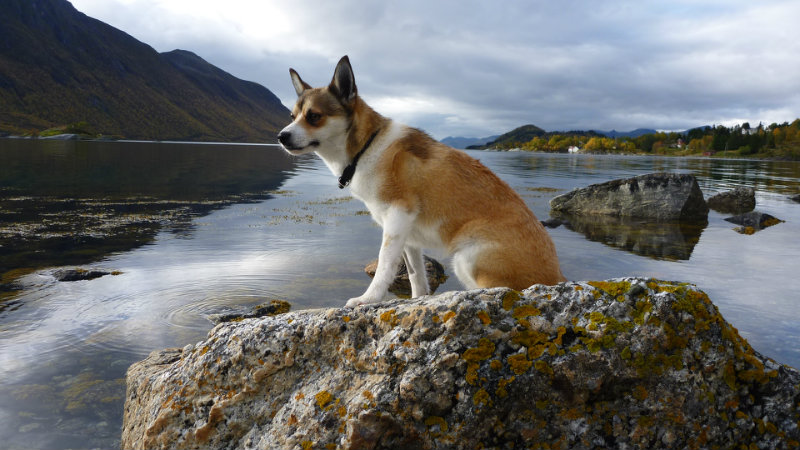 Norveški lovački pas