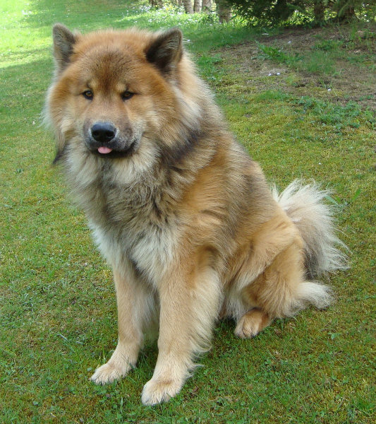 Eurasier