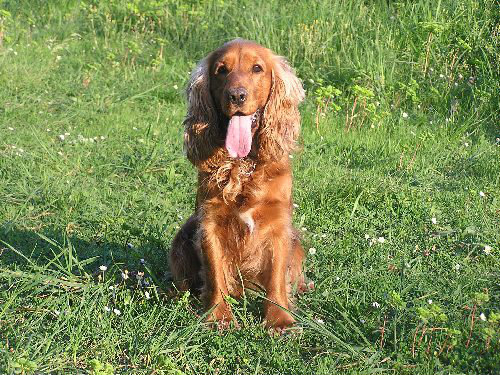 Engleski koker španijel