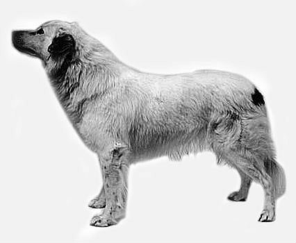 Atlaski pastirski pas