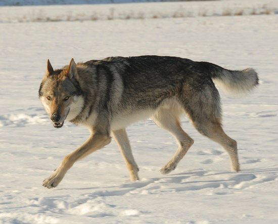 Čehoslovački vučiji pas