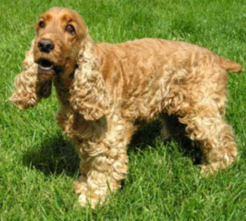 Engleski koker španijel