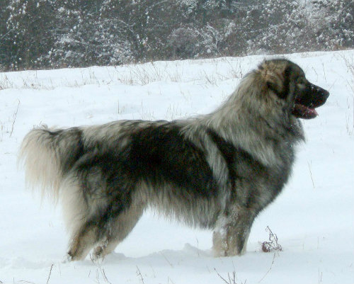 Šarplaninac - YU ovčarski pas
