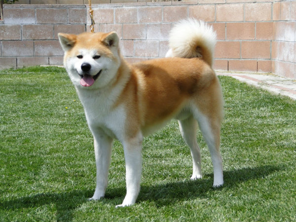 Akita -Veliki japanski pas
