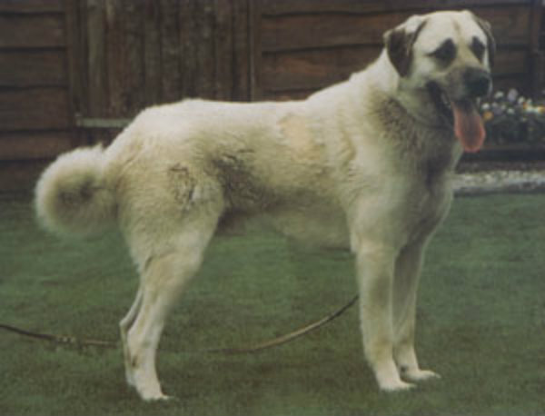 Anadolski pastirski pas