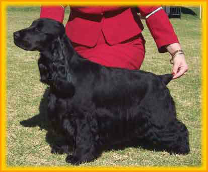 Engleski koker španijel