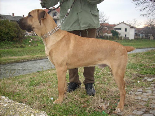 Srpski odbrambeni pas