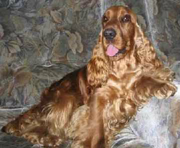 Engleski koker španijel