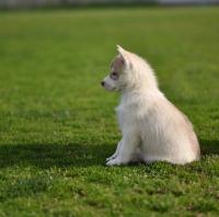 Prelepi štenci sibirskog haskija 