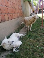 Prodaja šteneta belog švajcarskog ovčara